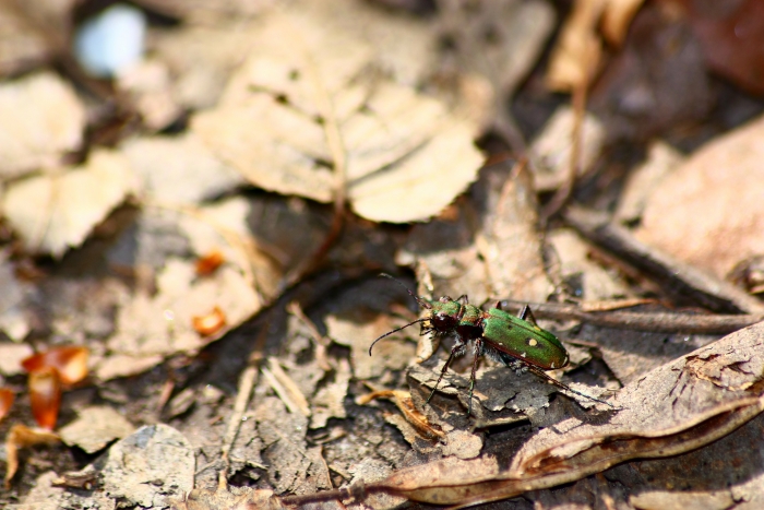 Cicindela campestris femmina